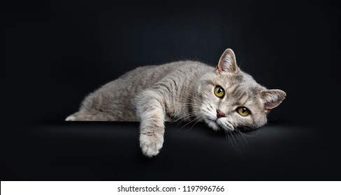 Cat Looking Down Images Stock Photos Vectors Shutterstock