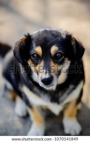 wise old dog wise old dog