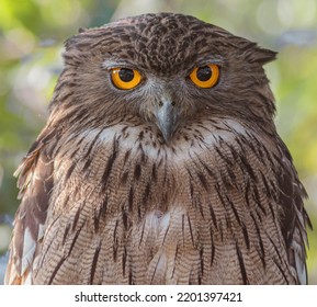 wise old owl; owl eyes; brown fish owl from Sri Lanka; bird of prey; macro; night; owl portrait; a large bird with large eyes; nocturnal bird staring; predator looking at prey; 	