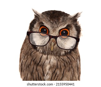 wise old owl wearing glasses isolated on a white background