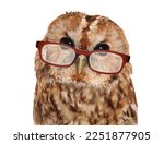 Wise old owl wearing reading glasses isolated on a white background