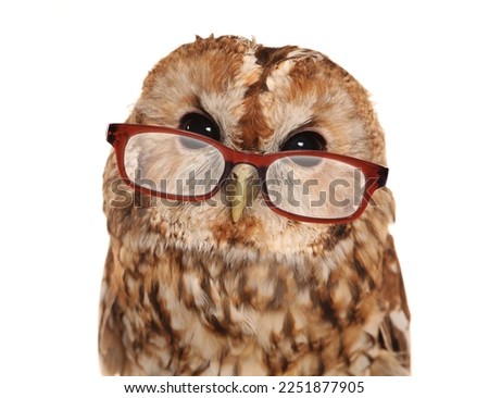 Wise old owl wearing reading glasses isolated on a white background