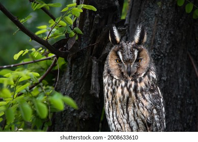 Wise Owl, Majestic Long-eared Owl Portrait, Asio Otus Staring With Bright Orange Eyes,perfect Close Up, Calm Predator Sitting On Tree Branch, Beautiful Pattern