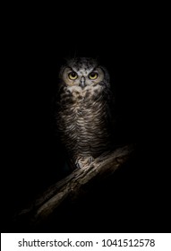 Wise Owl in the Night