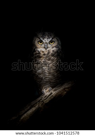 Wise Owl in the Night