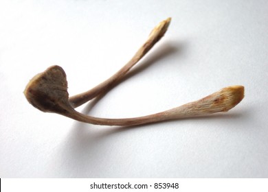 Wishbone