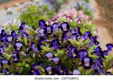 Wishbone flowers blooming in the garden, closeup shot with selective focus. - Powered by Shutterstock