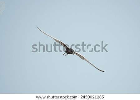 Similar – Image, Stock Photo Swift soaring with fully extended wings against blue sky