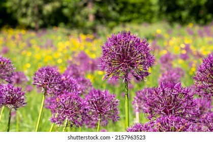 Wisley UK. May 2022. Cluster Of Purple Allium Flowers On Tall Stems Growing In A Grassy Meadow. Photographed At RHS Wisley Garden, Surrey UK.
