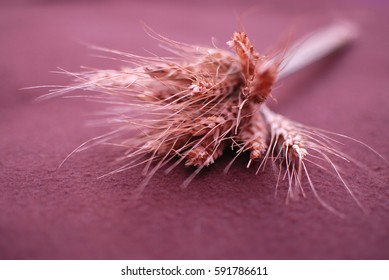 wisp of ears 