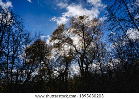 Similar – Golden Autumn Environment