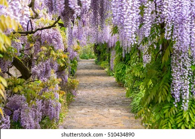 Wisteria 