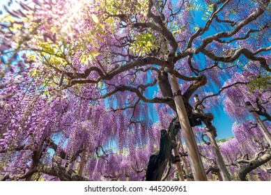 Wisteria against blue sky and sunlight, full blossom purple flowers. selective focus at trunk
