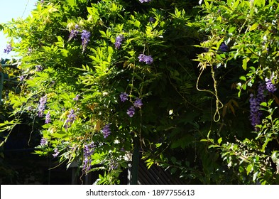 Wisteria (also spelled Wistaria or Wysteria) is a genus of flowering plants in the pea family