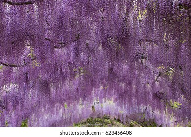 Wisteria Arbor Images Stock Photos Vectors Shutterstock