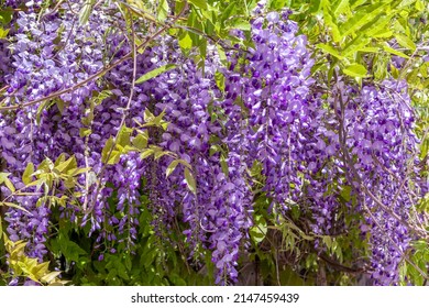 Wisteria in bloom. Tender young wisteria vine. Selective focus. Tender young wisteria vine. Selective focus