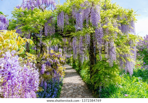 Wisteria blooming alley. Natural  wisteria flowers in\
park. 