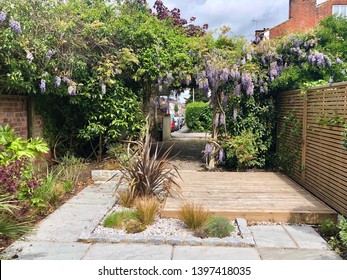 Wisteria Blooming In An Urban Back Garden