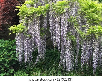 Wisteria Blossoms At The US National Arboretum