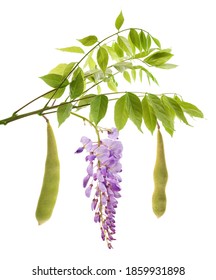 wisteria branch with flowers  and  pods isolated on white