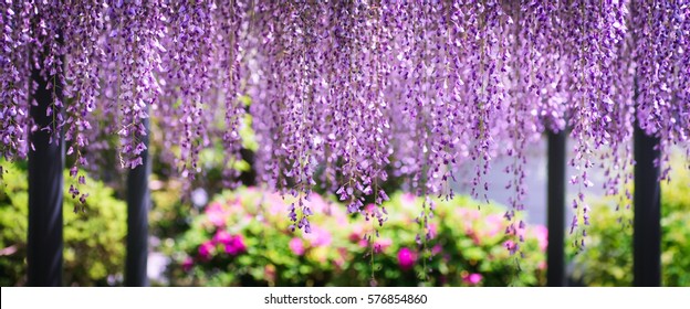 Wisteria at Byodoin Temple (Byodo-in) in Uji City, Kyoto, Japan.
