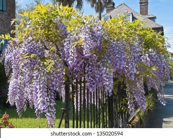 Wisteria clings to an iron grate fence in Old Town Charleston.