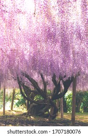 Wisteria Flower Tunnel In May In Japan