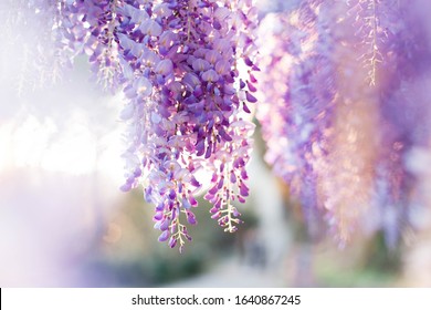Wisteria flowers are blooming in sunset garden. Beautiful wisteria trellis blossom in spring. Chinese and Japanese park.