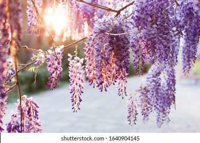 Wisteria flowers are blooming in sunset street. Beautiful wisteria trellis blossom in spring garden. Chinese park.