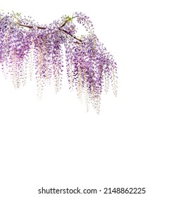 Wisteria flowers branch isolated on white, copy space, ideal for greeting cards and banner or label or wallpaper - Powered by Shutterstock