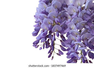 Wisteria Flowers Close Isolated Stock Photo 1837497469 | Shutterstock