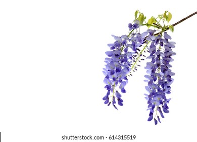 ふじ の画像 写真素材 ベクター画像 Shutterstock