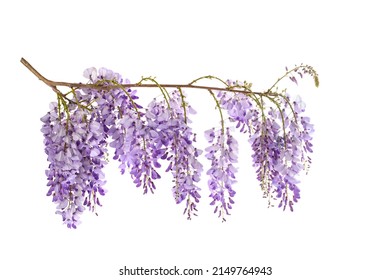 Wisteria flowers isolated on white background - Powered by Shutterstock