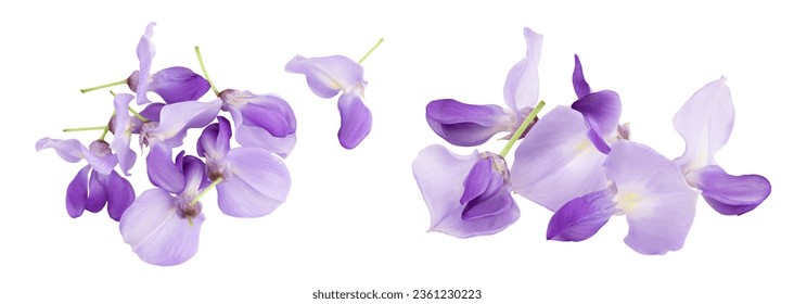 Wisteria flowers isolated on white background with full depth of field. Top view. Flat lay. - Powered by Shutterstock