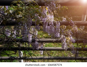 Wisteria Arbor Images Stock Photos Vectors Shutterstock