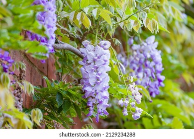 Wisteria flowers (racemes). Vines of a climbing wisteria plant or tree growing on a house wall in spring, UK.
