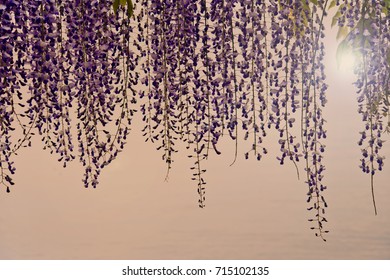 wisteria lila backround water blurred spring backround