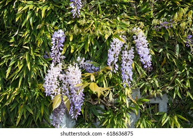 Wisteria Arbor Images Stock Photos Vectors Shutterstock