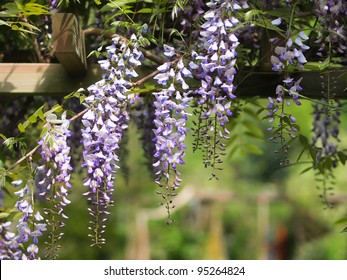 Wisteria On An Arbor In A Sunny Garden