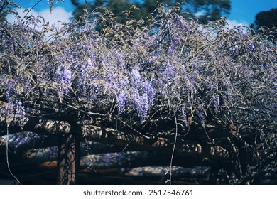 Wisteria on the wooden pergola. Spring purple vine. Lilac flowers. Horizontal photo. - Powered by Shutterstock