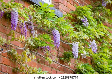 Wisteria plant growing on house wall in spring, UK. Climbing vines supported with vine eyes and wire rope.