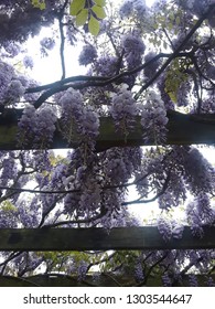 Wisteria Plant From Hylands Park