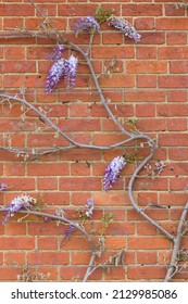 Wisteria Plant Vines Climbing On A House Wall In Spring, UK, With Wire Rope Support.