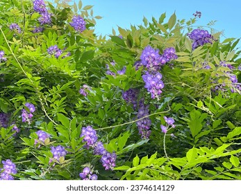 Wisteria purple flowers climbing vine plant amethyst falls in the garden. - Powered by Shutterstock