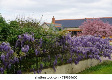 Wisteria And Tamarisk In Full Bloom Along The Fence Of A Country House In The Loire Valley, France