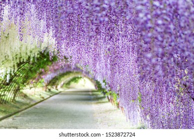 Wisteria Tunnel At Kawachi Fuji Garden (Fukuoka, Japan), Focused On Foreground