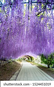 Wisteria Tunnel At Kawachi Fuji Garden (Fukuoka, Japan), Focused On Foreground