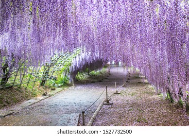 Wisteria Tunnel At Kawachi Fuji Garden (Fukuoka, Japan), Focused On Foreground