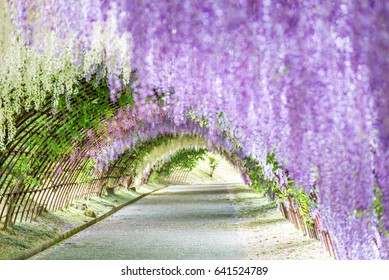 Wisteria Tunnel At Kawachi Fuji Garden (Fukuoka, Japan)