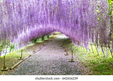 Wisteria Tunnel At Kawachi Fuji Garden (Fukuoka, Japan)